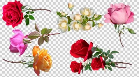 Floral clip art elements featuring various flower species Stock Illustration