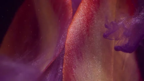 Floral cloud ink drop explosion petal flower tulip Stock Footage 339772886