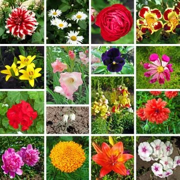 Floral collage Stock Illustration
