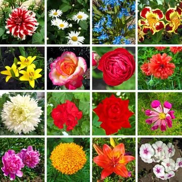 Floral collage Stock Illustration