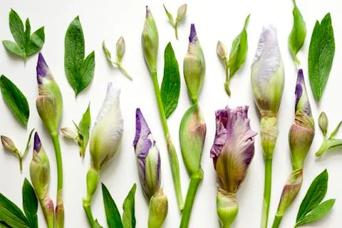 Floral composition background Stock Photos
