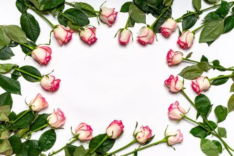Floral composition. Frame or border made of beautiful fresh pink roses flower Foto stock
