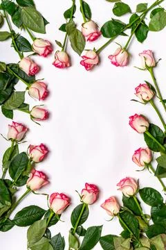 Floral composition. Frame or border made of beautiful fresh pink roses flower Stock Photos