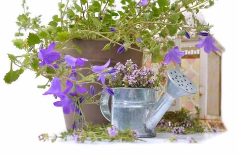 Floral composition Stock Photos