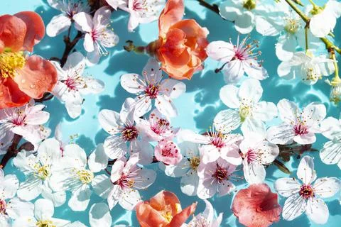 Floral composition Stock Photos