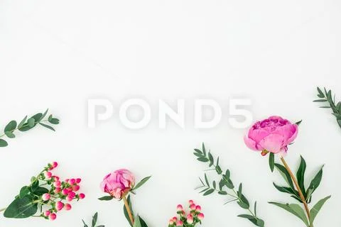 Floral composition with pink flowers and eucalyptus on white background. Flat Stock Photos