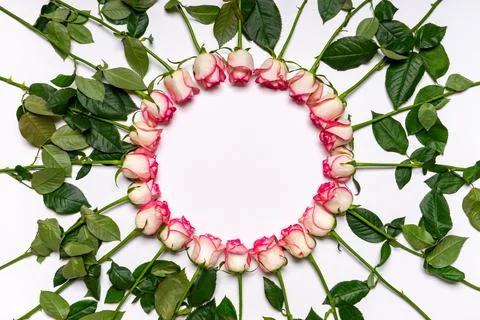 Floral composition. Round frame made of beautiful fresh pink roses flowers on Foto stock