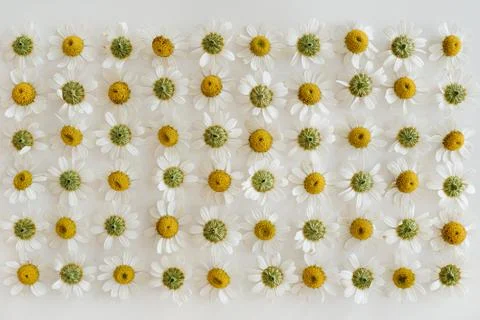 Floral composition with small chamomile daisy flower buds pattern texture on  Stock Photos