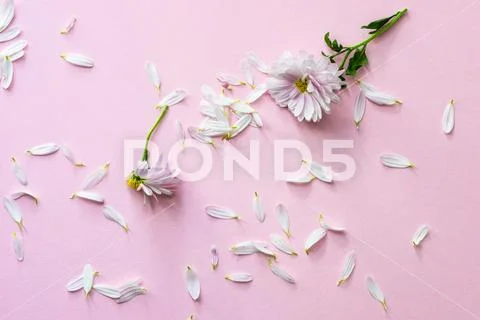Floral concept with Chrysanthemum Stock Photos