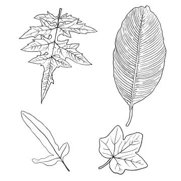 Floral design elements. Leaves with branches. Set of domestic greenery grass, Illustrazione stock