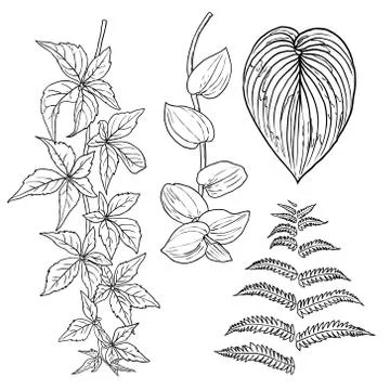 Floral design elements. Leaves with branches. Set of domestic greenery grass, Illustrazione stock