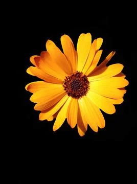 Floral design Stock Photos