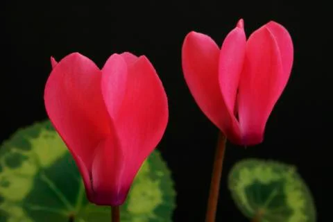 Floral Display Stock Photos