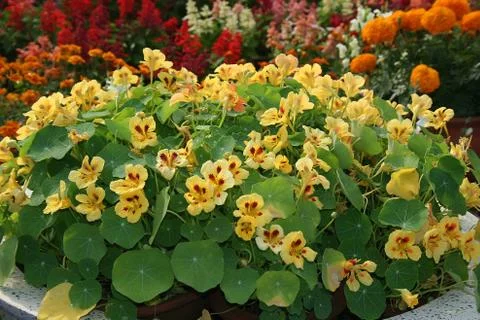 Floral Display Stock Photos