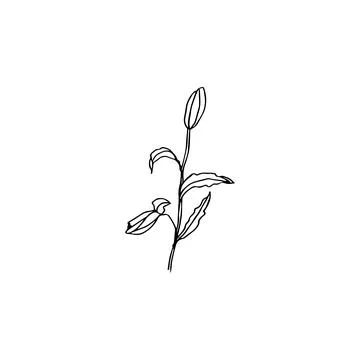 Floral doodle elements hand drawn for logo or tatoo Stock Illustration