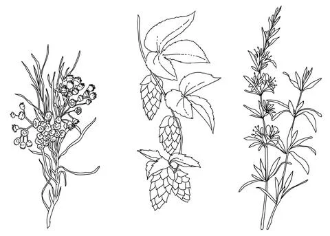 Floral element plant Stock Illustration