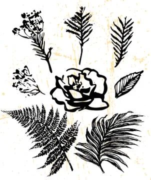 Floral elements collection Stock-Illustration
