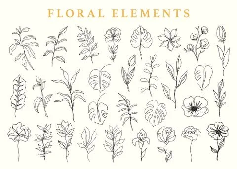 Floral elements set, botanical drawings Stock Illustration