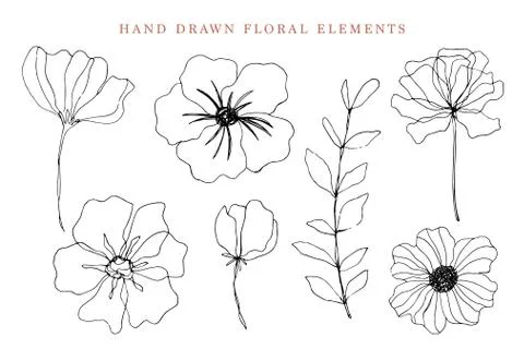 Floral elements set, botanical drawings Stock Illustration