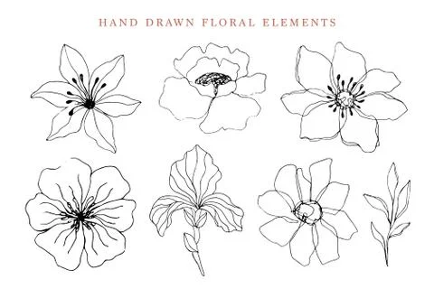 Floral elements set, botanical drawings Illustrazione stock