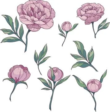 Floral elements set pink peonies. vector illustration on white background Stock Illustration