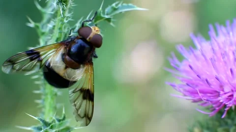 Floral Fly drinking nectar from flower Stock Footage 66097153