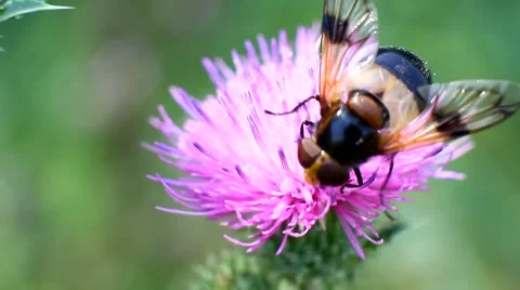 Floral Fly drinking nectar from flower Stock Footage 66097166