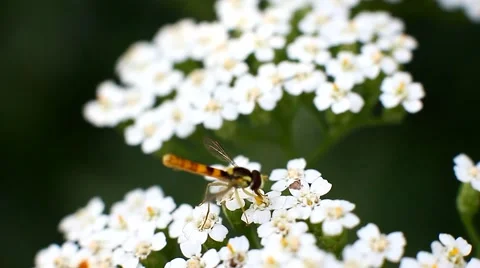 Floral fly Stock Footage 64946902