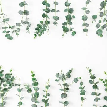 Floral frame with eucalyptus branches on white background. Flat lay, top view Foto stock