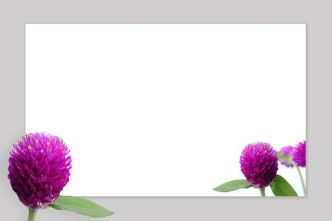 Floral frame with Globe amaranth or gomphrena globosa flower Stock Photos