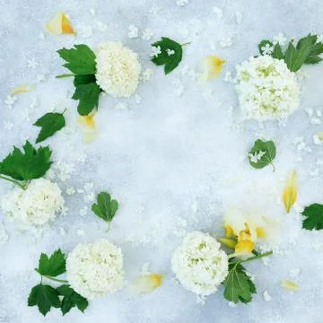 Floral frame of white hydrangea and yellow iris on gray background. Flat lay Foto stock