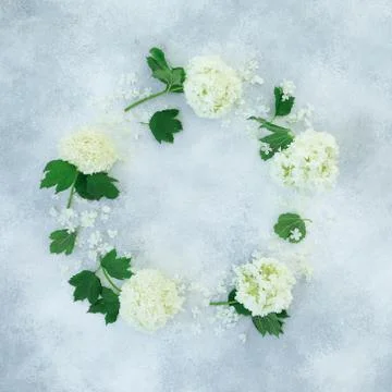 Floral frame of white hydrangea branches on gray background. Flat lay, Top vi Stock Photos