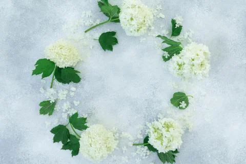 Floral frame of white hydrangea on gray background. Flat lay, Top view Foto stock