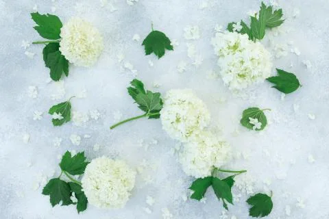 Floral frame with white hydrangea on gray background. Flat lay, Top view 写真素材