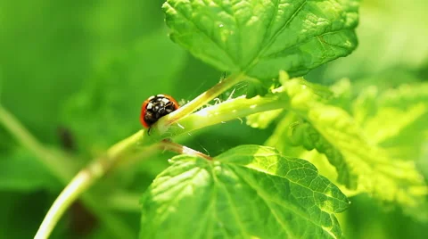 Floral garden. The one ladybug is crawling on a stem of a green plant Stock Footage 63376997
