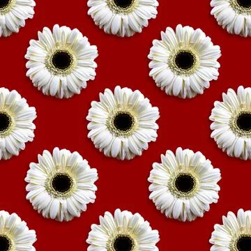 Floral gerbera head seamless pattern on a red background, flower top view, fl Stock Photos