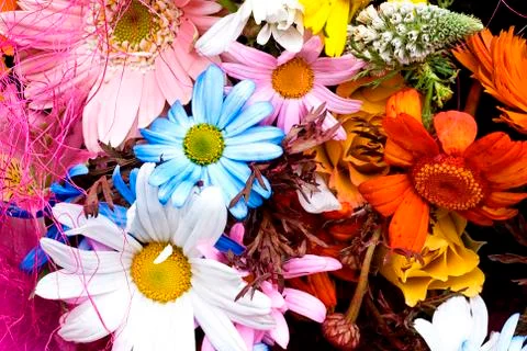 Floral gerberas pattern. Stock Photos