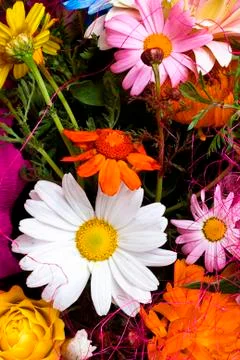 Floral gerberas pattern. Stock Photos
