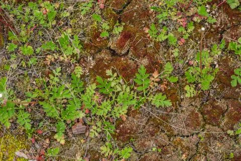 Floral green-brown pattern Stock Photos