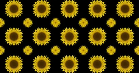 Floral Kaleidoscope Pattern on Black Background Stock Footage 313897514