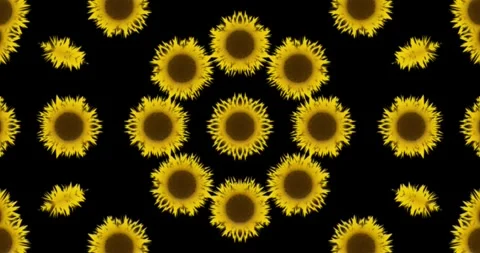 Floral Kaleidoscope Pattern on Black Background Stock Footage 313897518