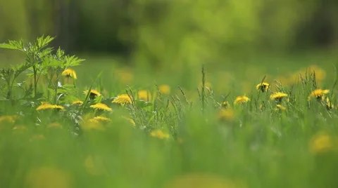 Floral meadow with dandelions Stock Footage 62910110