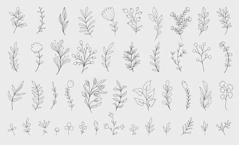 Floral nature botanical elements 스톡 일러스트
