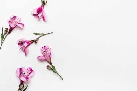 Floral pattern background with delicate purple flowers, copy space Stock Photos