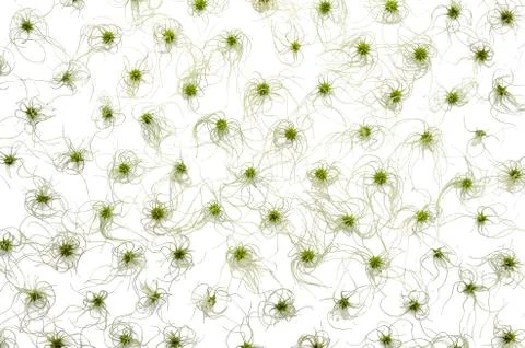 Floral pattern background from green clematis vitalba isolated flat lay, top Stock Photos