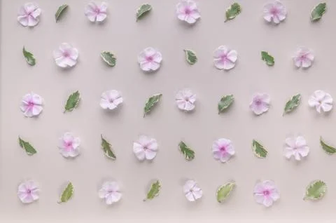 Floral pattern on a beige background. Phlox flowers and green leaves. Top vie Stock Photos