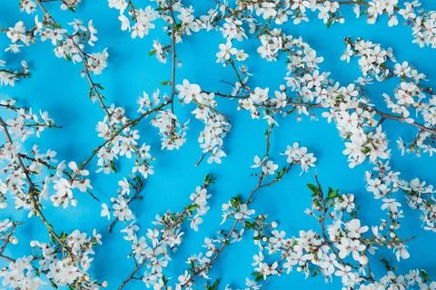 Floral pattern of blooming spring white flowers on blue background. Flat lay, Stock Photos