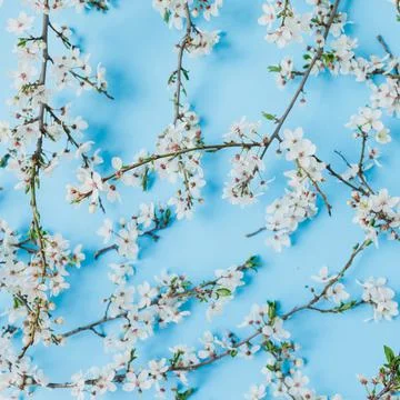 Floral pattern of blooming spring white flowers on pastel blue background. Fl Stock Photos