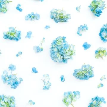 Floral pattern with blue hydrangea flowers on white background. Flat lay, top Stock Photos
