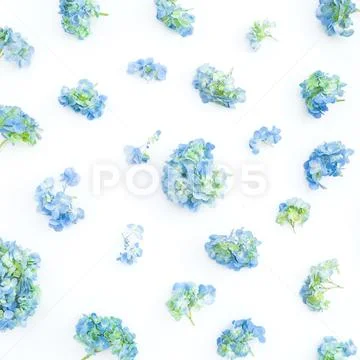Floral pattern of blue hydrangea flowers on white background. Flat lay, top v Stock Photos